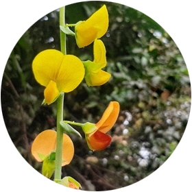 Sunanda