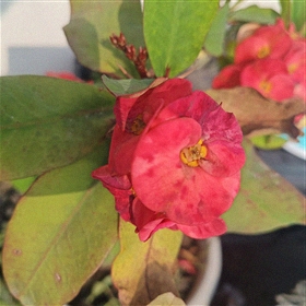 Kaniang
